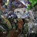 Chlaenius klapperichi taiwanus - Photo (c) 海蛞蝓, todos los derechos reservados, subido por 海蛞蝓