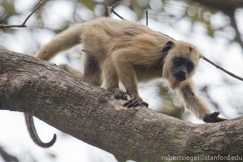 Page 2  99,000+ Alouatta Caraya Pictures