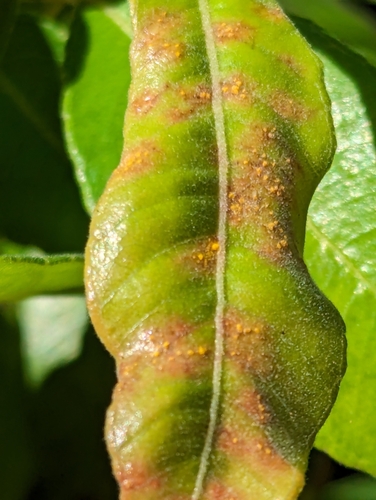 Myrtle Rust