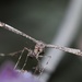 Sage Plume Moth - Photo (c) PicsInRom, all rights reserved, uploaded by PicsInRom