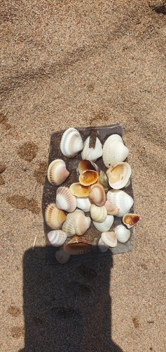 Coloured egg cockle