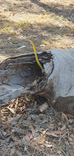 Common Tree Snake sighting