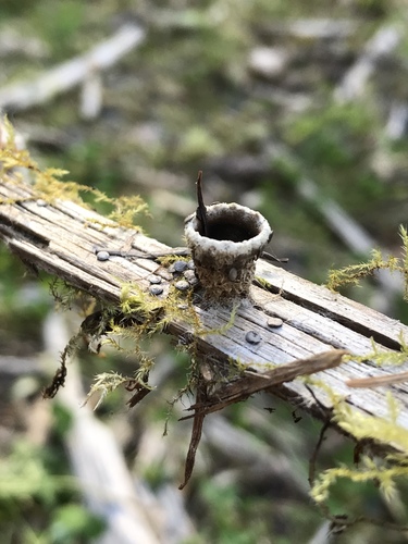 jellied bird's nest fungus