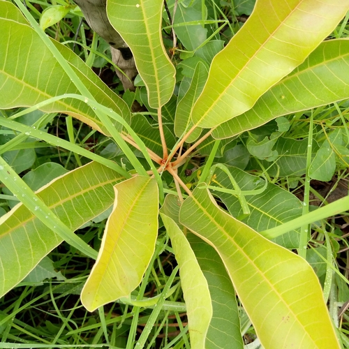 Shea Tree