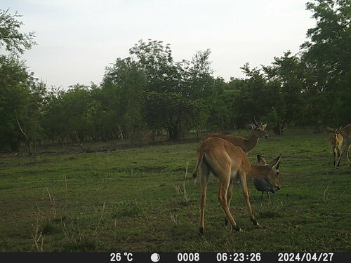 Kob