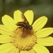 Stevenia obscuripennis - Photo (c) Ken Oeser, kaikki oikeudet pidätetään, lähettänyt Ken Oeser