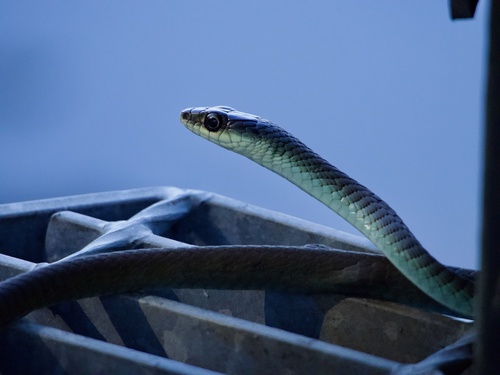 Common Tree Snake sighting