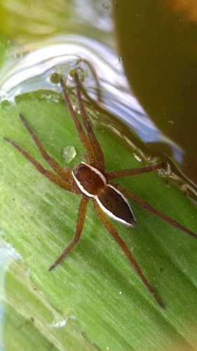 Raft Spider