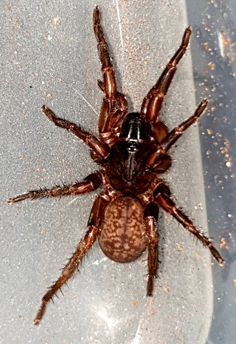 Ozicrypta cooloola · iNaturalist