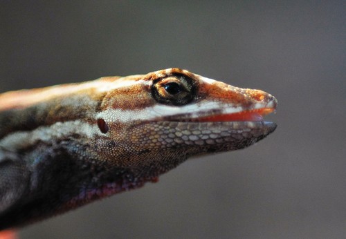 Taylor's Anole