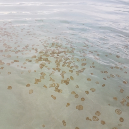Thimble Jellies (Linuchidae)