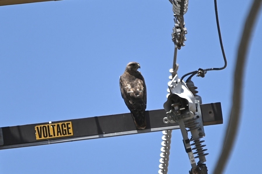 Red-tailed Hawk from Ramona Grasslands County Preserve, Ramona, CA, US ...