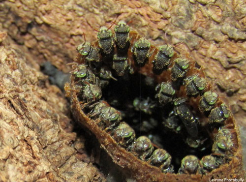 Mexican Pitted-Stingless bee