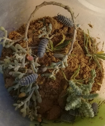 Saharan Sandlouse