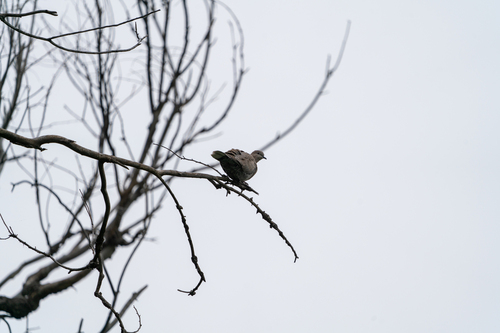 Eurasian Collared-Dove