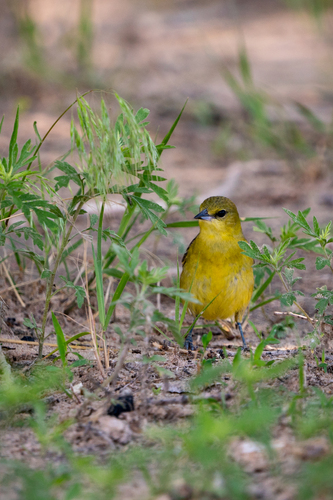 Orchard Oriole