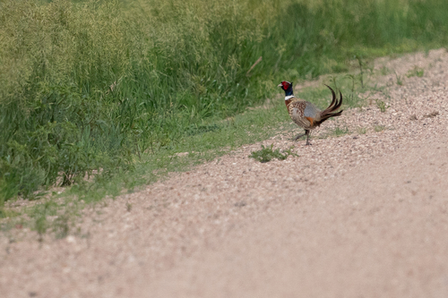 Ring-necked Pheasant