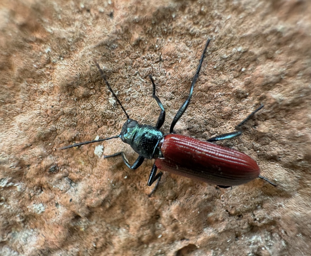 Strongylium auratum from Calzada Ecosur, Othón P. Blanco, Q. Roo., MX ...