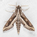 Dark Striated Hawkmoth - Photo (c) Natthaphat Chotjuckdikul, all rights reserved, uploaded by Natthaphat Chotjuckdikul