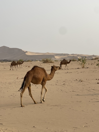 Dromedary Camel