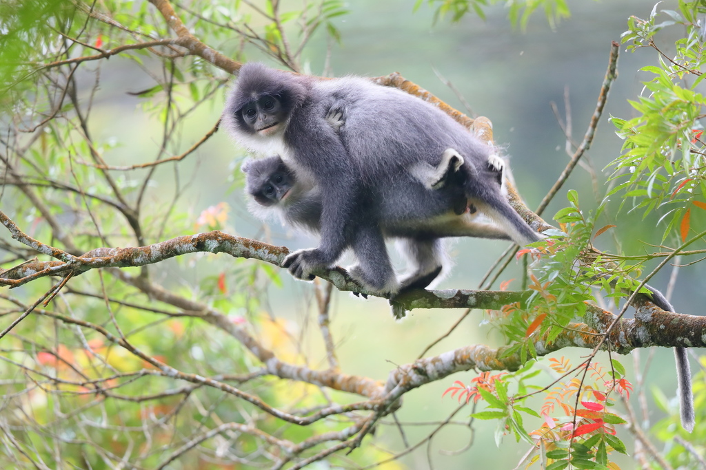 Javan Surili (Presbytis comata) ยท iNaturalist