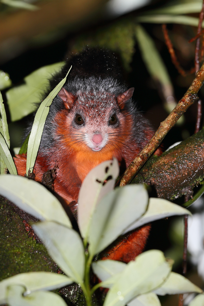 Chinese Giant Flying Squirrel