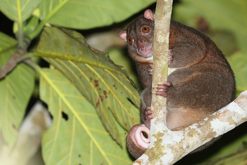 Northern Common Cuscus from Jayapura, Papúa, Indonesia on October 21 ...