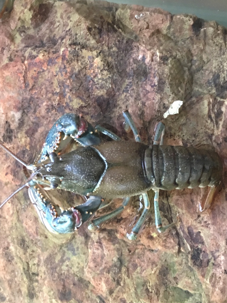 Virile Crayfish from 582 N Road One W, Chino Valley, AZ, US on August ...