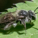Andrena erigeniae - Photo (c) amoorehouse, כל הזכויות שמורות, uploaded by amoorehouse