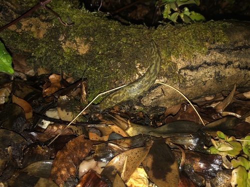Green Cellar Slug