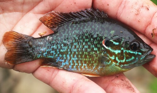 Pumpkinseed × Green Sunfish
