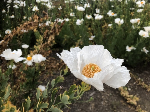 iNaturalist observation photo of Coulter's matilija poppy