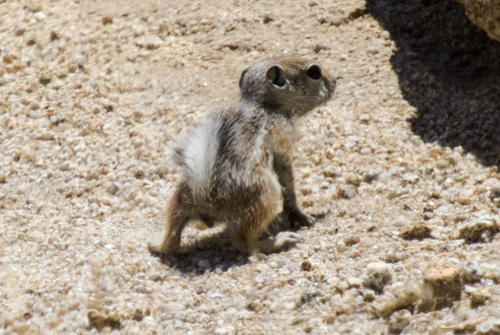 White-tailed Antelope Squirrel