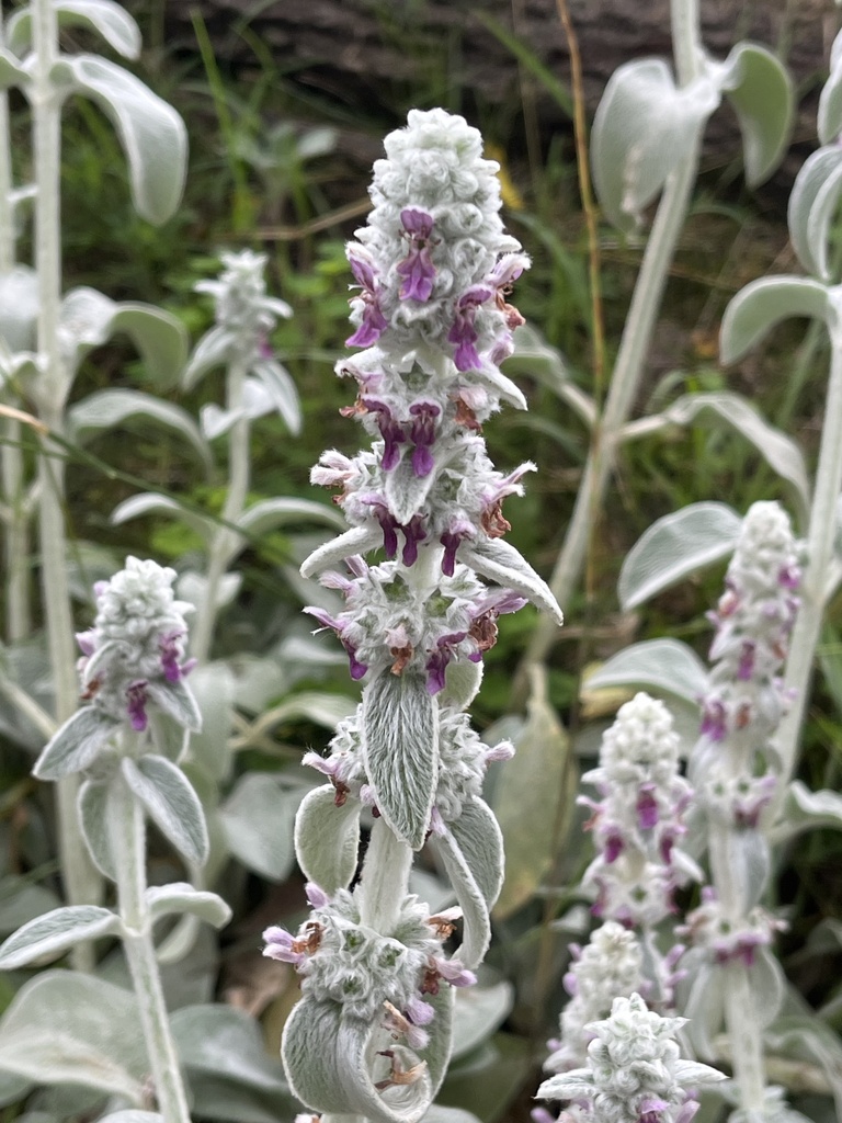 Stachys byzantina