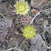 Green-flower Hedgehog Cactus - Photo (c) Lydia Fahrenkrug, all rights reserved, uploaded by Lydia Fahrenkrug
