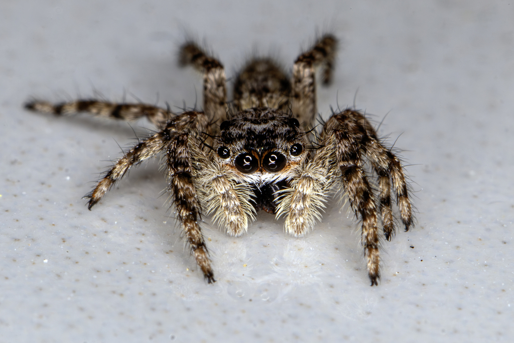 tan-jumping-spider-from-jackson-county-tn-usa-on-june-10-2024-at-05