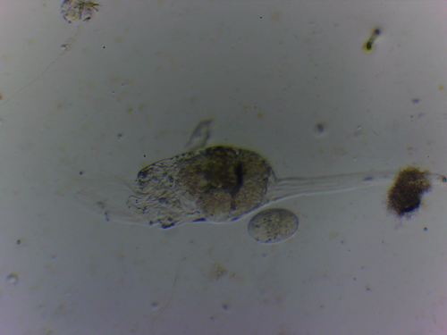 Collotheca campanulata