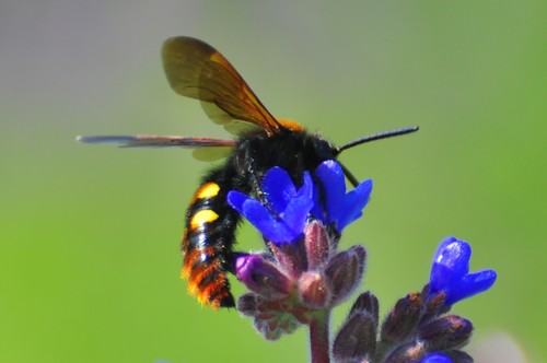 Mammoth Wasp