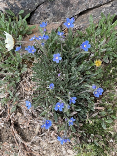 showy alpine forget-me-not (Eritrichium splendens)