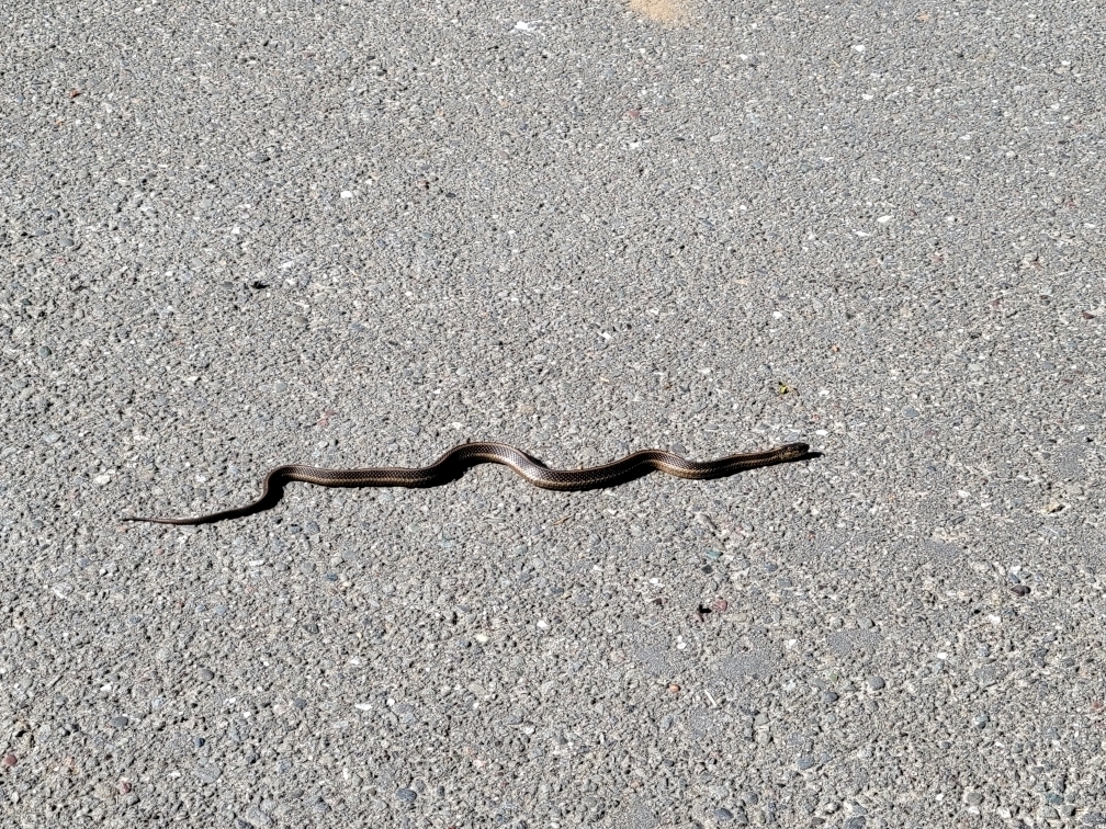 Garter Snakes from Prairie Creek Redwoods SP Visitor Ctr-NB, California ...