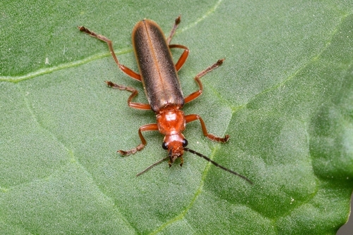 Cantharis soeulensis