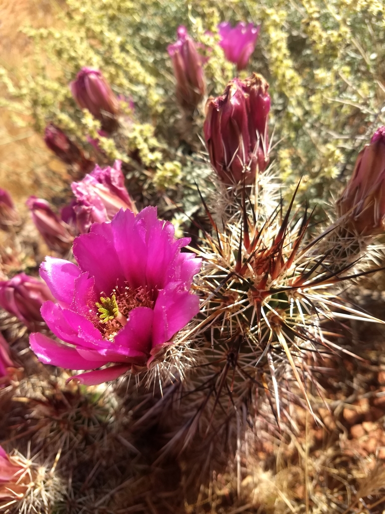 Relict Hedgehog Cactus (Echinocereus relictus)  iNaturalist
