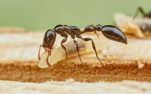 楯细长蚁Tetraponera clypeata