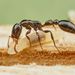Black Slender Ant - Photo (c) Philip Herbst, all rights reserved, uploaded by Philip Herbst