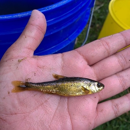 Zacapu Shiner