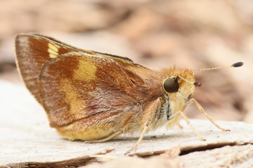 Umber Skipper