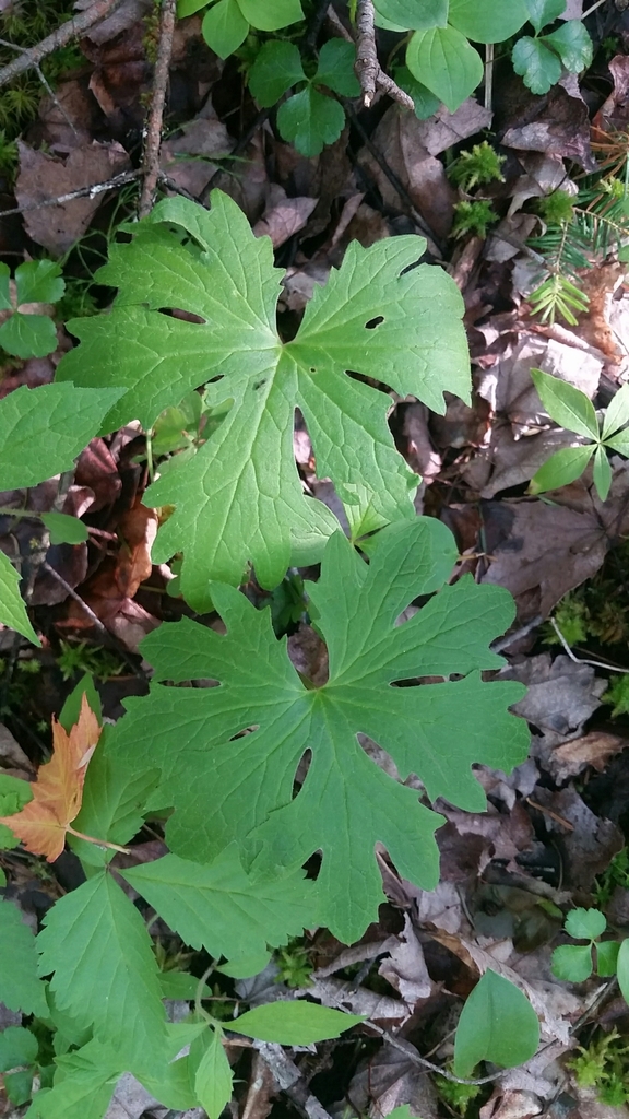 Arctic Butterbur in June 2016 by Keith Garrett · iNaturalist