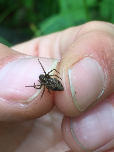 Oxyopes ramosus