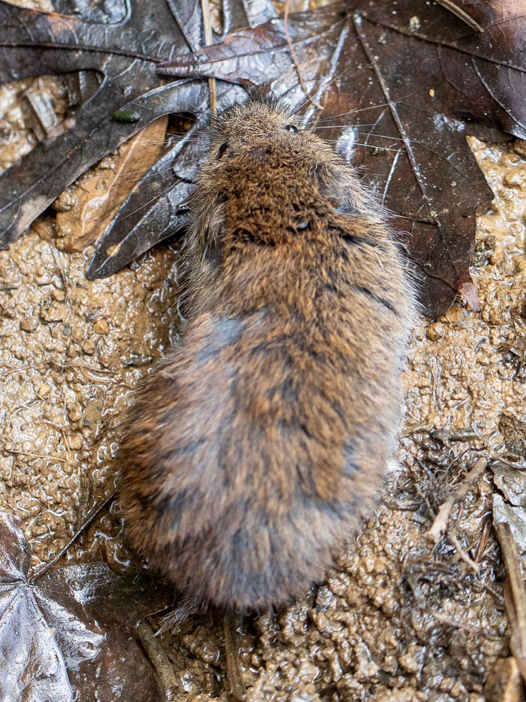 Typical Lemmings (Tribe Lemmini) · iNaturalist