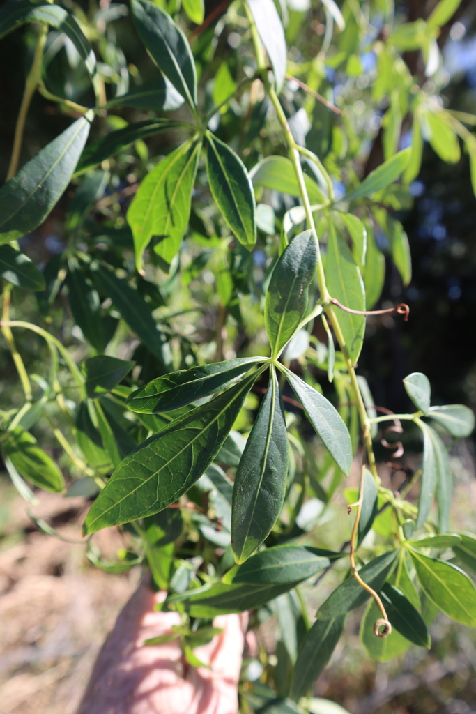 Pepper Vine from Tallebudgera Creek Conservation Park on June 11, 2024 ...